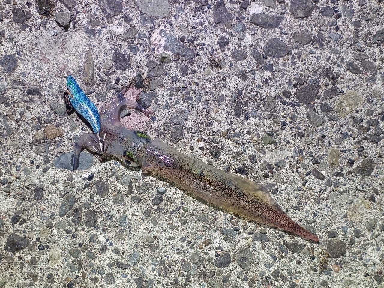 ライトエギング釣行記Vol.4～春の北海道遠征～