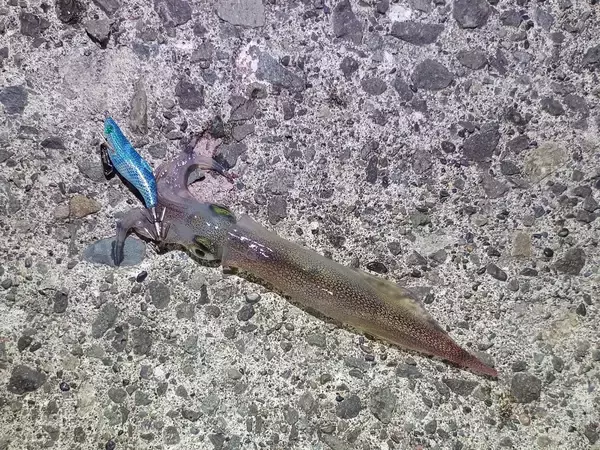 「ライトエギング釣行記Vol.4～春の北海道遠征～」の画像