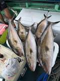 「【釣果速報】静岡県南伊豆忠兵衛丸でカンパチをキャッチ！最大15.34kg！旬のシーズンを絶対に逃すな！」の画像1