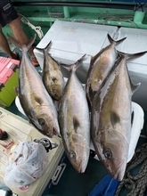 【釣果速報】静岡県南伊豆忠兵衛丸でカンパチをキャッチ！最大15.34kg！旬のシーズンを絶対に逃すな！