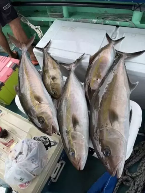 【釣果速報】静岡県南伊豆忠兵衛丸でカンパチをキャッチ！最大15.34kg！旬のシーズンを絶対に逃すな！