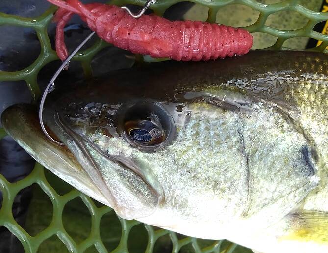 高比重ワームの使い方を知りたい！おすすめのアイテム+扱いやすいタックル特集