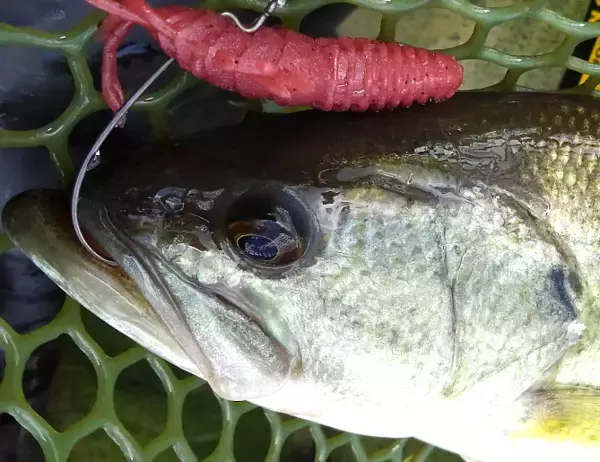 「高比重ワームの使い方を知りたい！おすすめのアイテム+扱いやすいタックル特集」の画像