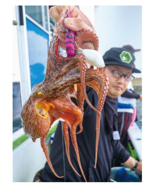昨年より断然湧きがいい！湾奥の夏ダコ好調継続中！