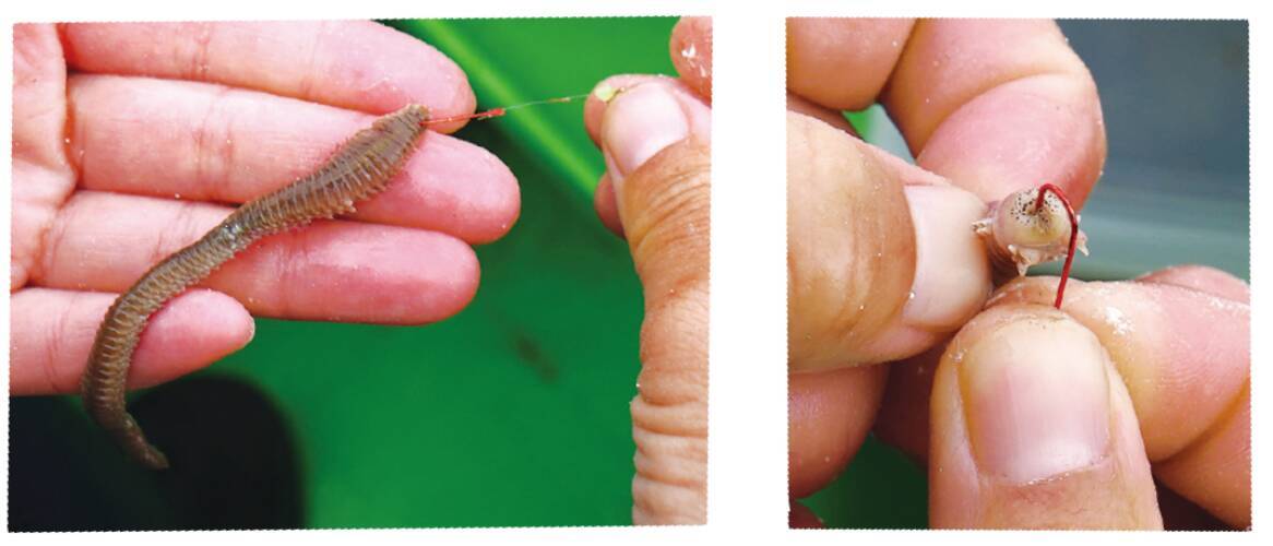 東京湾のシロギスをキャッチ＆イート！