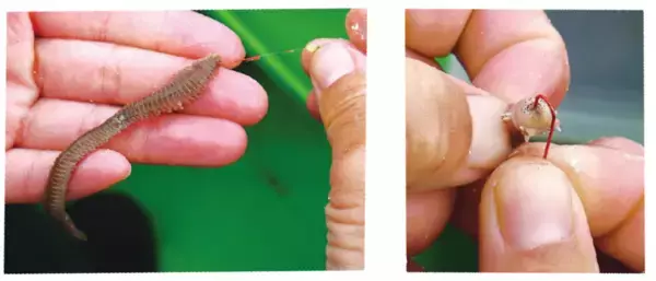 「東京湾のシロギスをキャッチ＆イート！」の画像