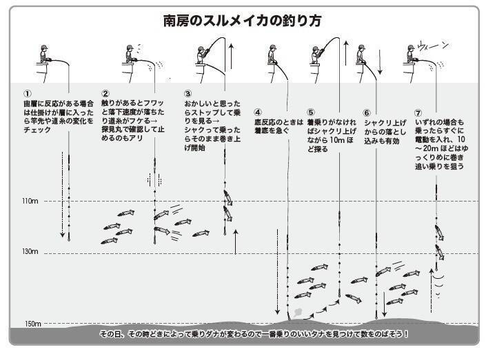 南房まで群れ拡大　今こそ乗せまくれ！　スルメ絶好期突入へ