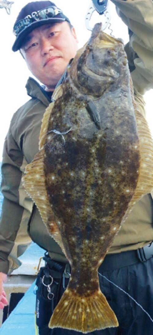 最大40cm超！鹿島沖のデカフグ
