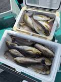 「【釣果速報】竿頭79匹！和歌山県良栄丸でイサギのアタリが大爆発！！この勢いに乗り遅れるな！」の画像1