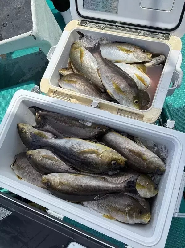【釣果速報】竿頭79匹！和歌山県良栄丸でイサギのアタリが大爆発！！この勢いに乗り遅れるな！