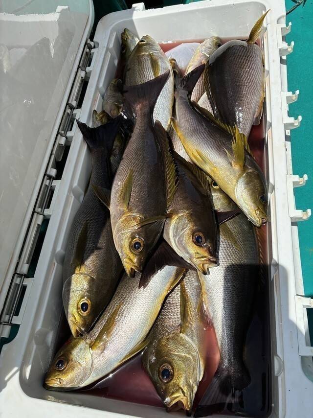 【釣果速報】竿頭79匹！和歌山県良栄丸でイサギのアタリが大爆発！！この勢いに乗り遅れるな！