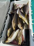 「【釣果速報】竿頭79匹！和歌山県良栄丸でイサギのアタリが大爆発！！この勢いに乗り遅れるな！」の画像3