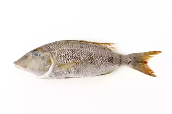 タマンを釣りたい！沖縄や本州南端でモンスタークラスを狙うためのおすすめタックルをチェック