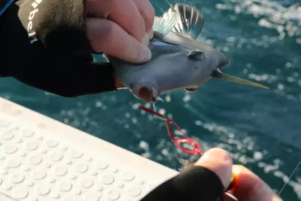 「『がま船 ひとつテンヤ真鯛Ⅲ』による冬～春のマダイゲームー当日の最適解を探るパターンフィッシングー」の画像