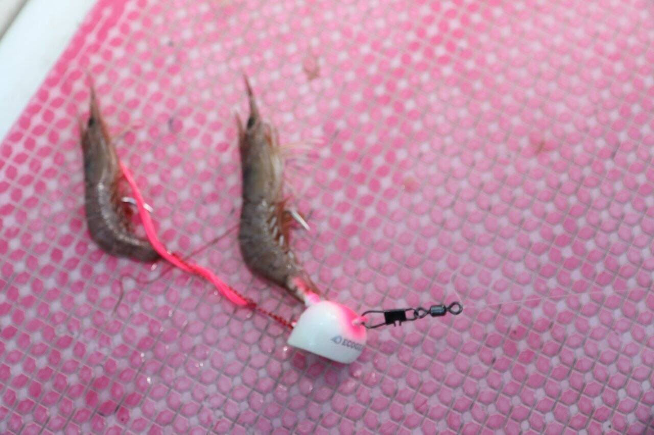 『がま船 ひとつテンヤ真鯛Ⅲ』による冬～春のマダイゲームー当日の最適解を探るパターンフィッシングー