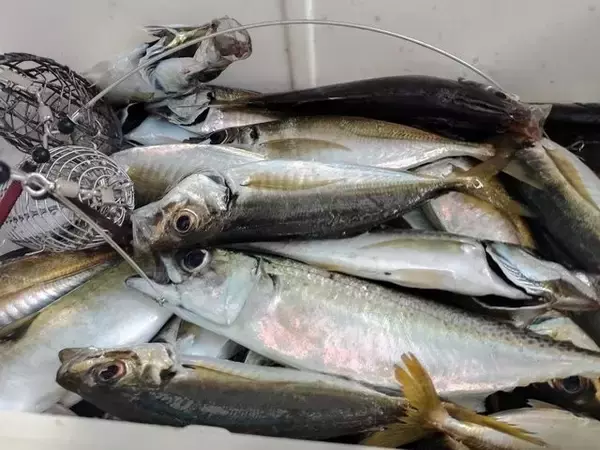 【釣果速報】東京都小林丸でアジトップ86匹！釣れすぎて笑いが止まらない釣行を体験してみませんか？