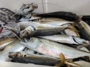 【釣果速報】東京都小林丸でアジトップ86匹！釣れすぎて笑いが止まらない釣行を体験してみませんか？