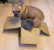 絶対無理なのに猫と一緒の箱に入りたいフレブル。「重いニャ潰れるニャ…！」【動画】