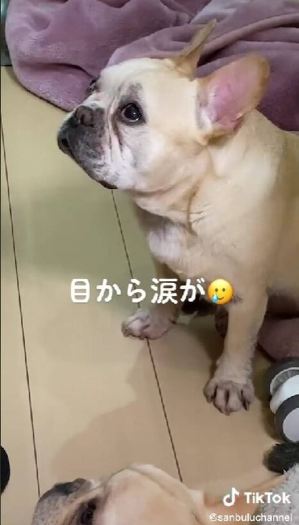 ウル 飼い主との別れが悲しくて目に涙を溜めるフレブル 可哀想で胸が痛いよ 動画 22年8月2日 エキサイトニュース ウル 飼い主との別れが悲しくて目に涙を溜めるフレブル 可哀想で胸が痛いよ 動画 22年8月2日 エキサイトニュース