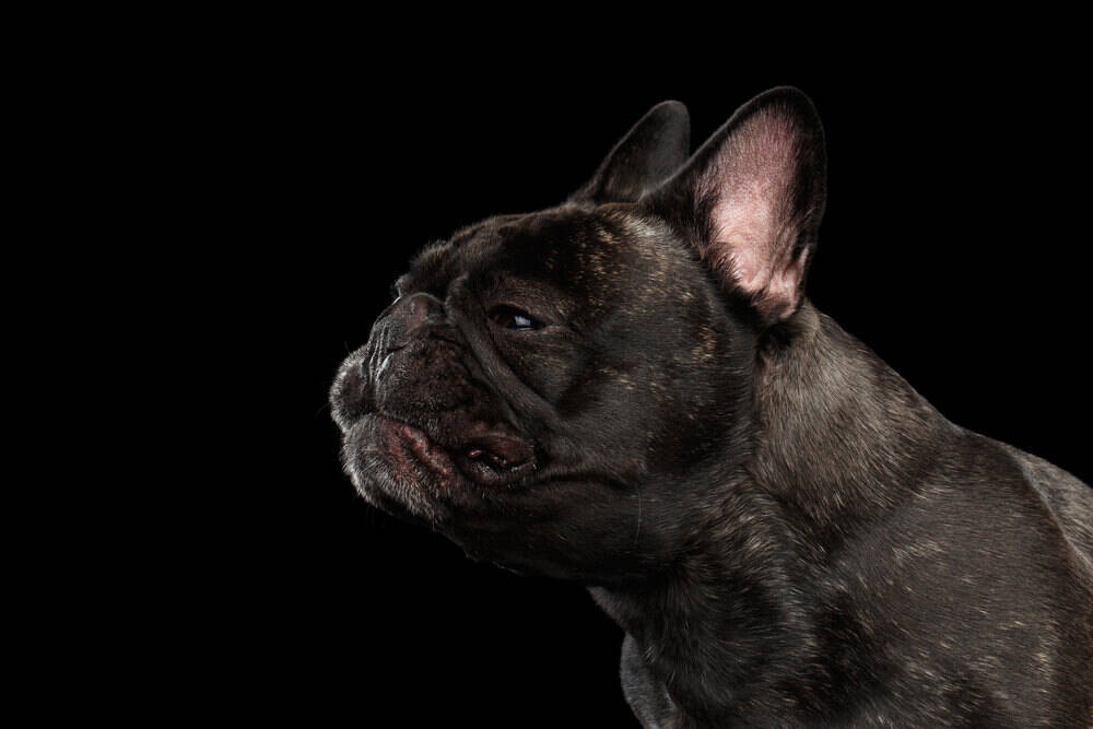 Q逆くしゃみはなぜ起きる 頻繁に起きる場合 何か病気が隠れているの ブヒの健康q A 21年11月28日 エキサイトニュース Q逆くしゃみはなぜ起きる 頻繁に起きる場合 何か病気が隠れているの ブヒの健康q A 21年11月28日 エキサイトニュース