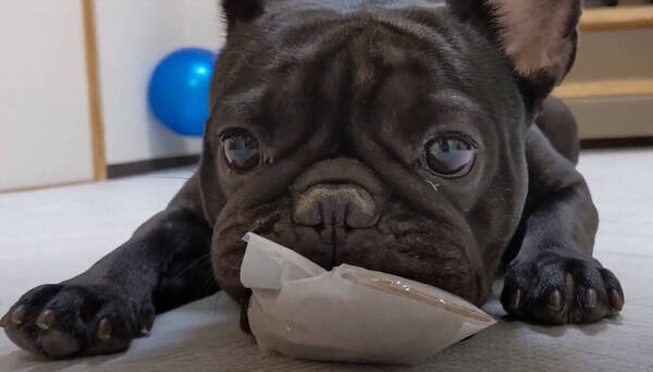 服は と聞かれて急いで自分の部屋に取りに行ったフレブルがかしこ可愛い 動画 22年4月日 エキサイトニュース 服は と聞かれて急いで自分の部屋に取りに行ったフレブルがかしこ可愛い 動画 22年4月日 エキサイトニュース