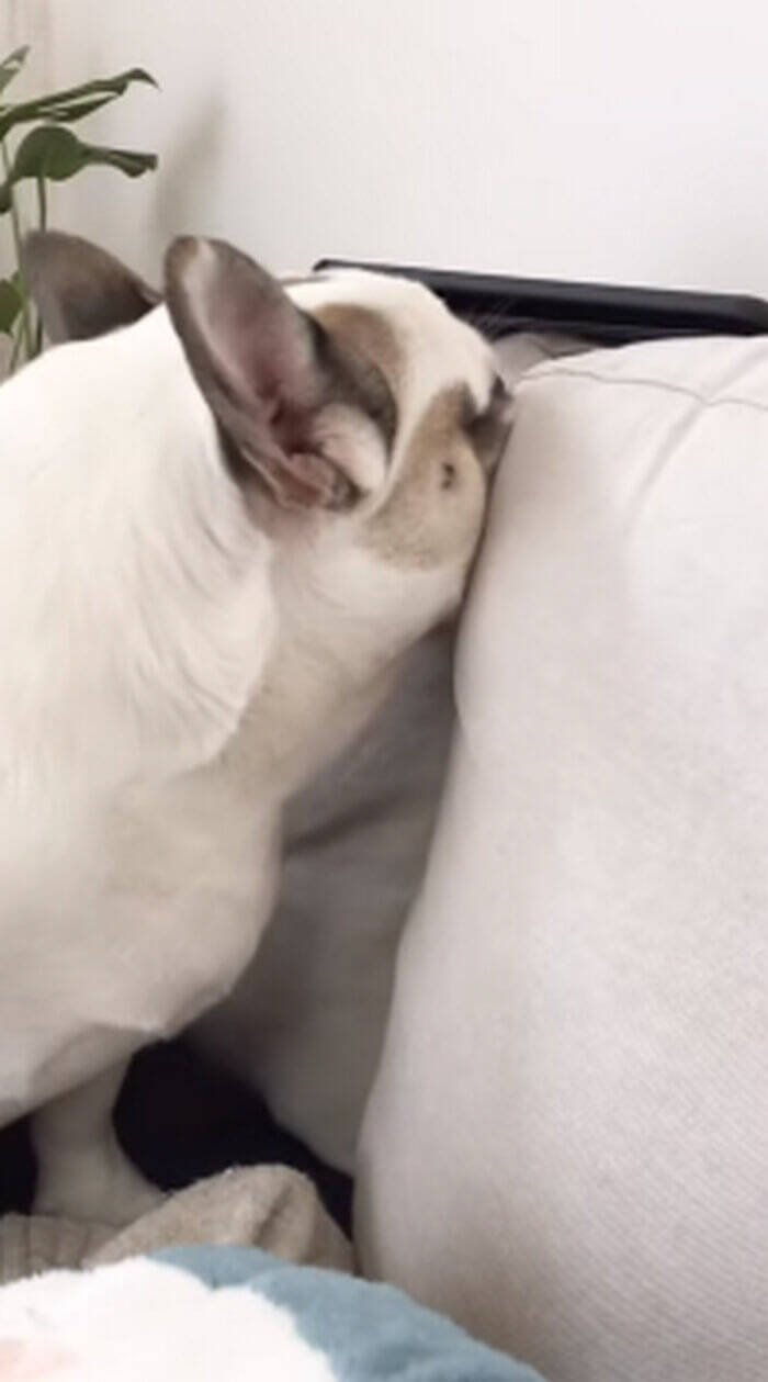 イタズラを怒られてがっくし ソファに顔をうずめて拗ねるフレブル ほんと分かりやすいな 動画 22年1月27日 エキサイトニュース