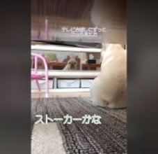 飼い主が買ってきたカッパが小さすぎて目も開かない。無言で耐えるフレブルが愛らしい【動画】