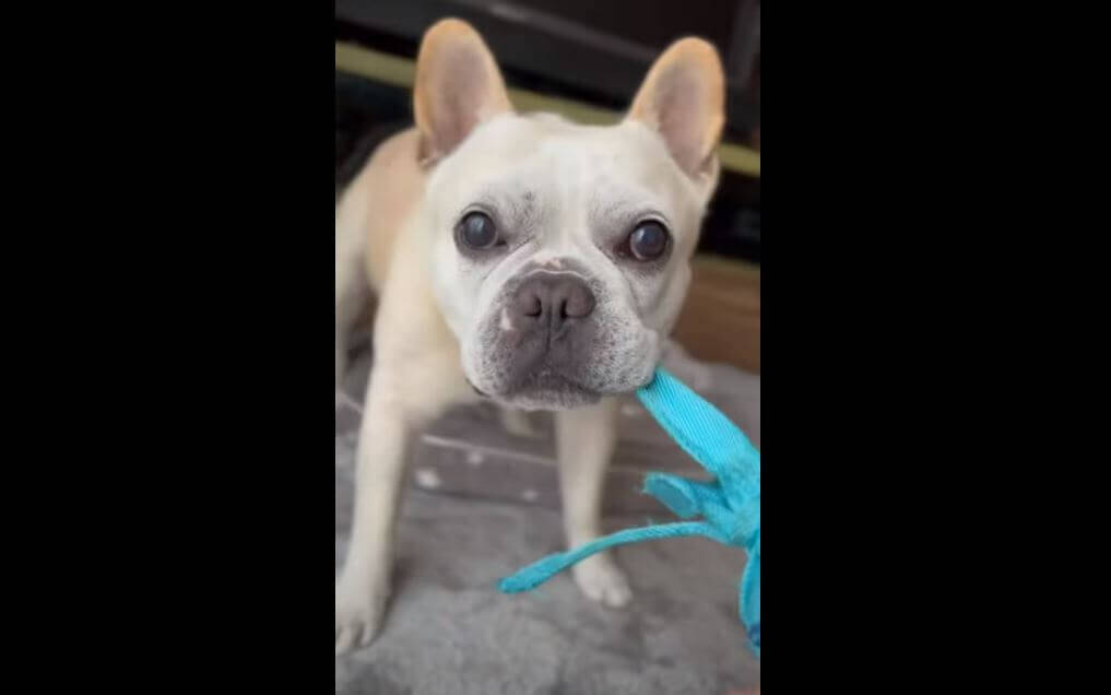 ママがいなくなっちゃった 震えながら帰りを待つフレブルが健気すぎて 胸が苦しいよ 動画 22年6月11日 エキサイトニュース