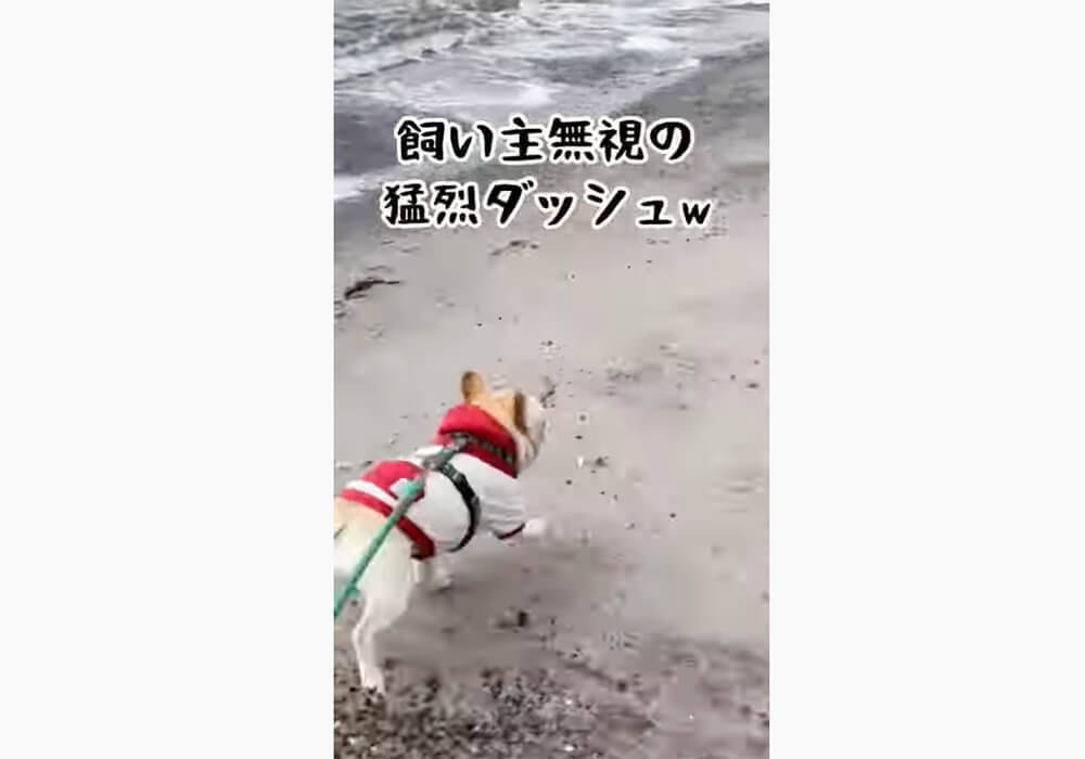 イタズラがバレた 飼い主から目を逸らしお叱りをスルーするフレブル わかりやすいな 動画 22年6月9日 エキサイトニュース