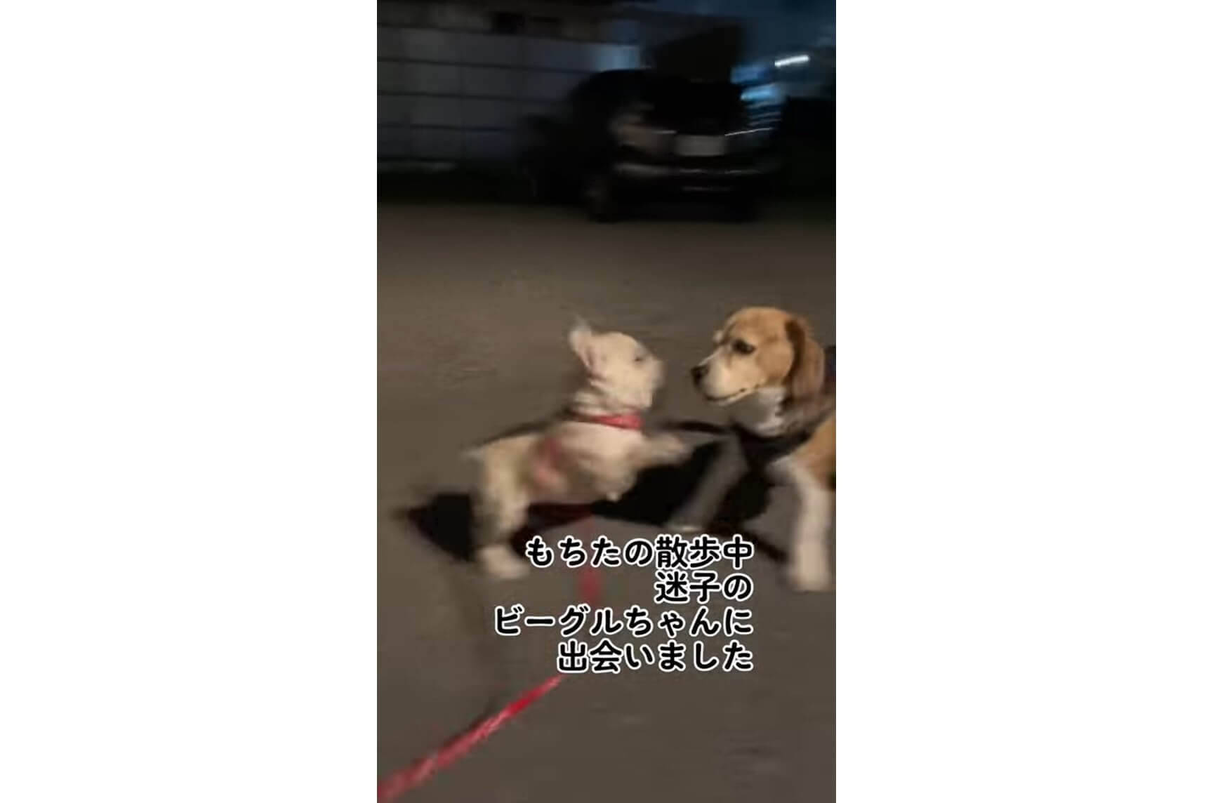 「きゃーっ♡」散歩中に迷子犬を見つけたフレブルの反応が予想外でした【動画】