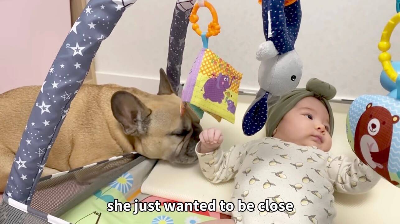 本当の妹のように赤ちゃんの横で見守り続けるフレブル 無償の愛溢れる姿にジーン 動画 22年5月24日 エキサイトニュース 2 2 本当の妹のように赤ちゃんの横で見守り続けるフレブル 無償の愛溢れる姿にジーン 動画 22年5月24日 エキサイトニュース 2 2