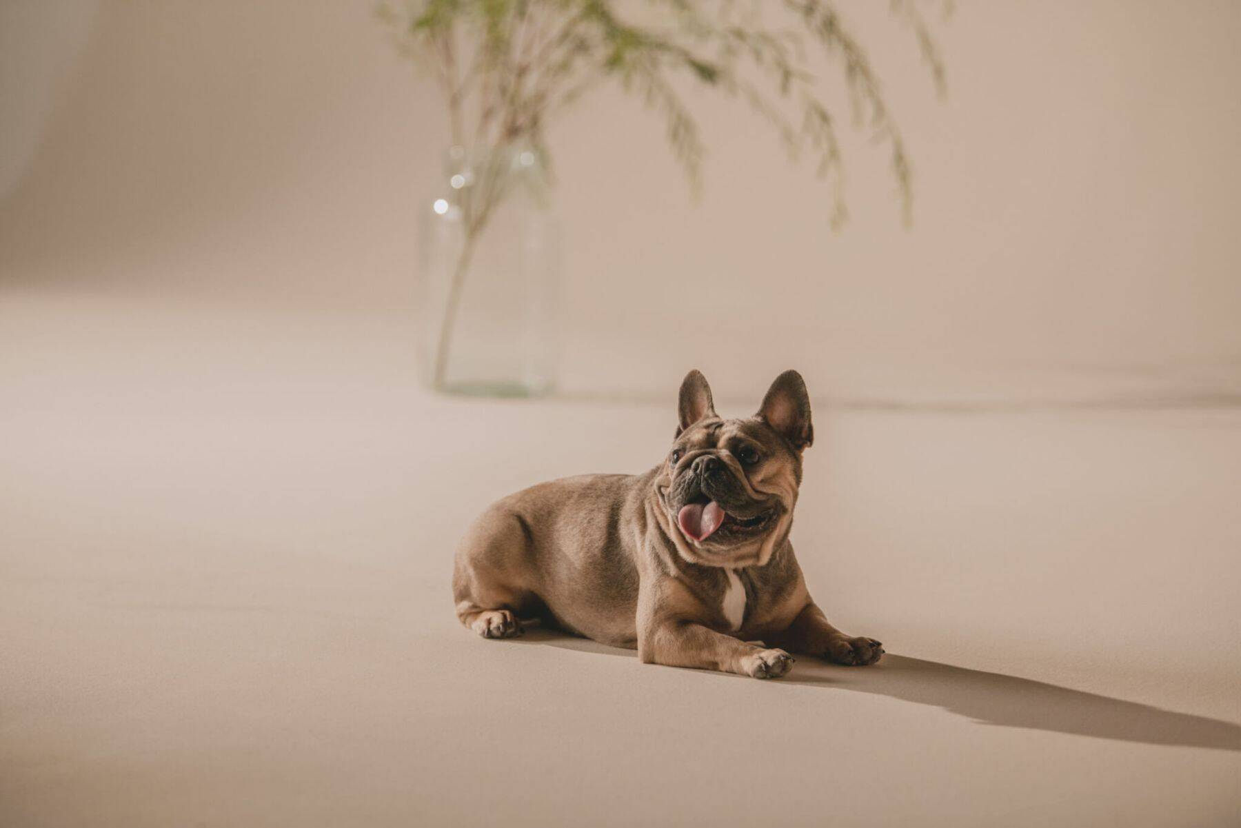 【犬オーナー必見！】“もしもの衝撃”から大切な愛犬をしっかりサポート。TAVOの多機能ペットギア「Maeve™」を推したい理由