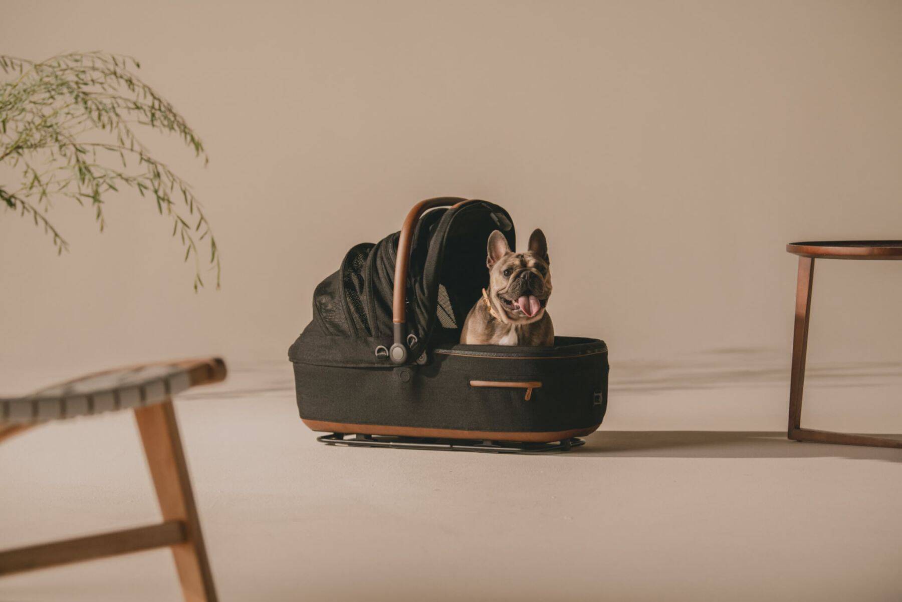 【犬オーナー必見！】“もしもの衝撃”から大切な愛犬をしっかりサポート。TAVOの多機能ペットギア「Maeve™」を推したい理由