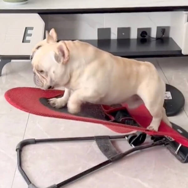 平和 スヤスヤゆらゆら 赤ちゃん用バウンサーでお昼寝するフレンチブルドッグ 動画 22年6月29日 エキサイトニュース 平和 スヤスヤゆらゆら 赤ちゃん用バウンサーでお昼寝するフレンチブルドッグ 動画 22年6月29日 エキサイトニュース