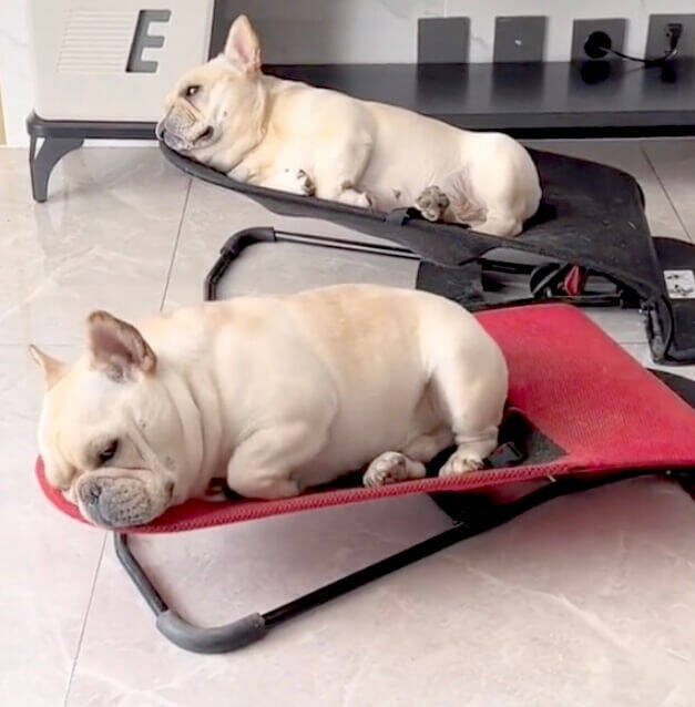 平和 スヤスヤゆらゆら 赤ちゃん用バウンサーでお昼寝するフレンチブルドッグ 動画 22年6月29日 エキサイトニュース 平和 スヤスヤゆらゆら 赤ちゃん用バウンサーでお昼寝するフレンチブルドッグ 動画 22年6月29日 エキサイトニュース