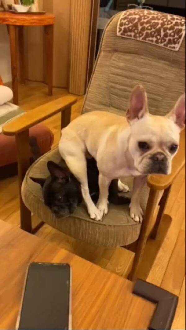 やめたげて きょうだい犬をクッションにしてドヤ顔でくつろぐフレブル なんでそこなの 動画 22年8月5日 エキサイトニュース