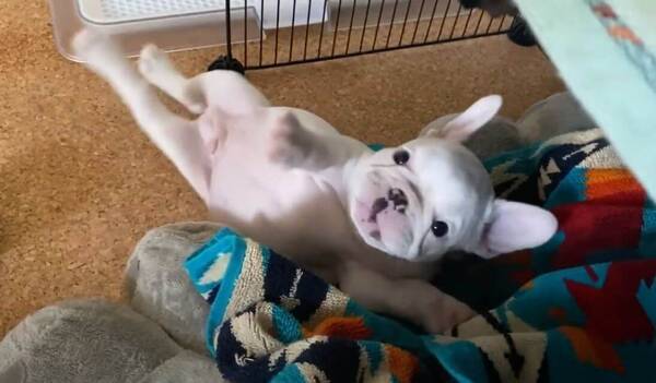 リアル すみっこぐらし だ 挟まって眠るのが好きなフレブル赤ちゃん 動画 22年3月29日 エキサイトニュース リアル すみっこぐらし だ 挟まって眠るのが好きなフレブル赤ちゃん 動画 22年3月29日 エキサイトニュース