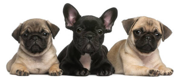 違い フレンチブルドッグ パグ ボストンテリア 3犬種を徹底比較 16年12月21日 エキサイトニュース