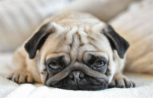 違い フレンチブルドッグ パグ ボストンテリア 3犬種を徹底比較 16年12月21日 エキサイトニュース 4 4