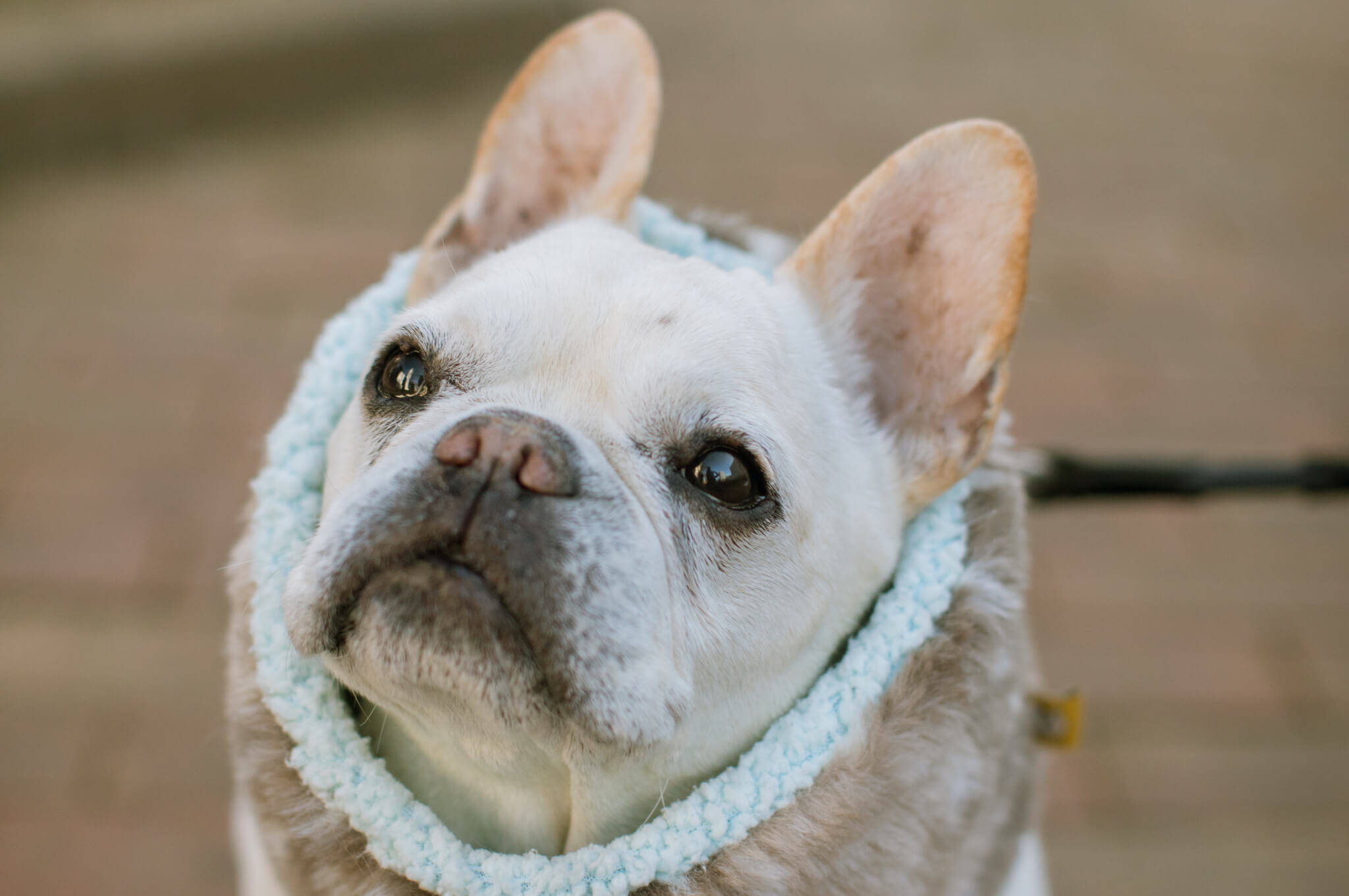 長生きの秘訣は先祖の犬が教えてくれる 自然の中の健康法を取り入れたフード ワンフー 19年2月27日 エキサイトニュース 2 7