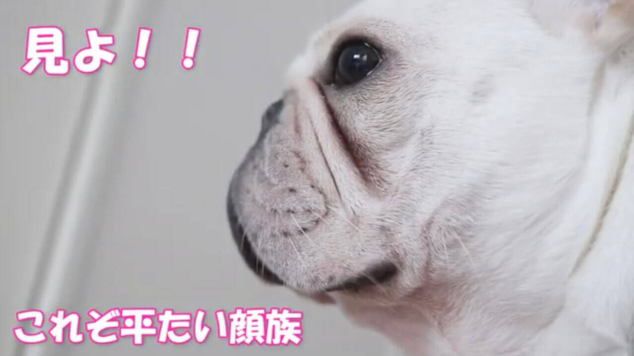 平たい 平たいぞぉぉ フレブルの顔は下から見ても横から見ても どこから見ても平たいことが可愛い 動画 19年12月4日 エキサイトニュース