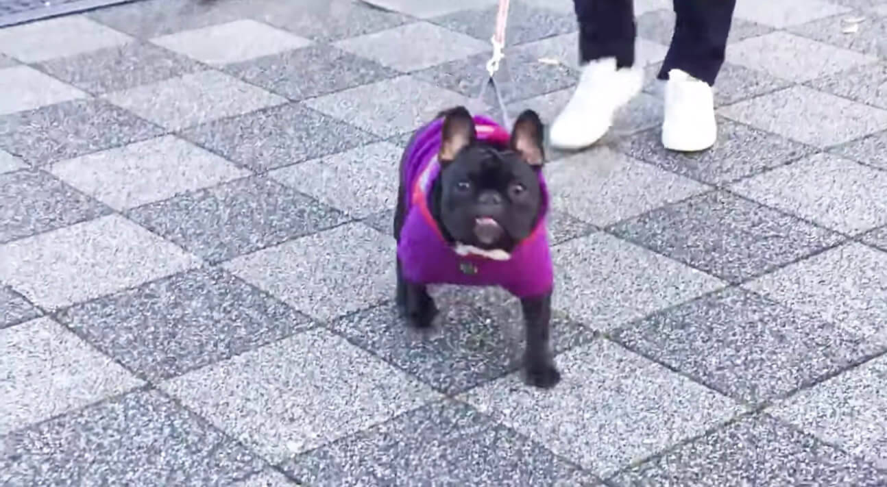 ママは 飼い主が散歩途中にスーパーへ 姿を見失い 全力で探すフレブルの健気すぎる姿に涙腺が 動画 19年12月6日 エキサイトニュース 3 3