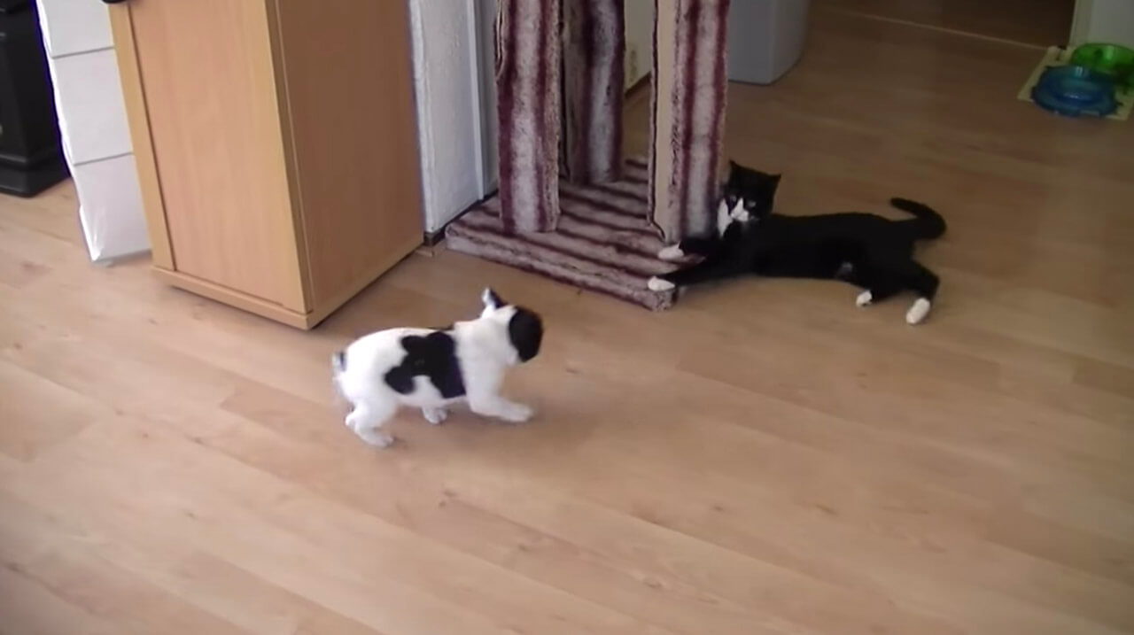 忍者みたいな動きの猫と決闘中の子犬