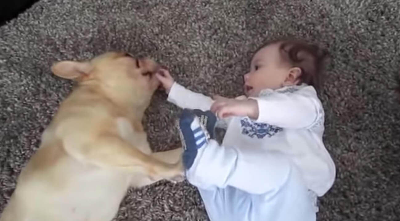 赤ちゃんと過ごすフレブル 穏やかに見守り続ける