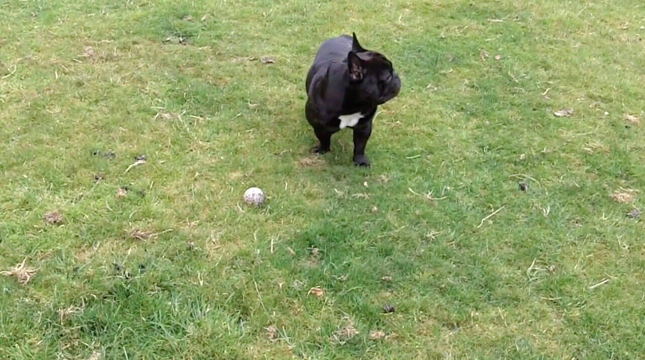 ぼく、何も見てないよね…?初めて鳥に遭遇したフレブル。怖かったのか、見て見ぬフリで乗り切る【動画】