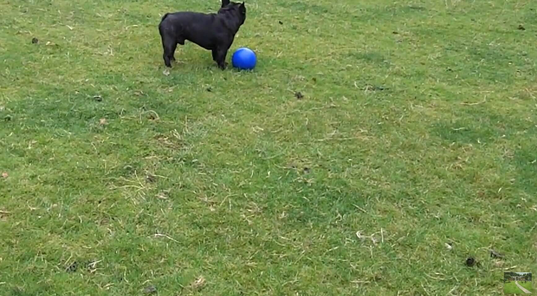 ぼく、何も見てないよね…?初めて鳥に遭遇したフレブル。怖かったのか、見て見ぬフリで乗り切る【動画】