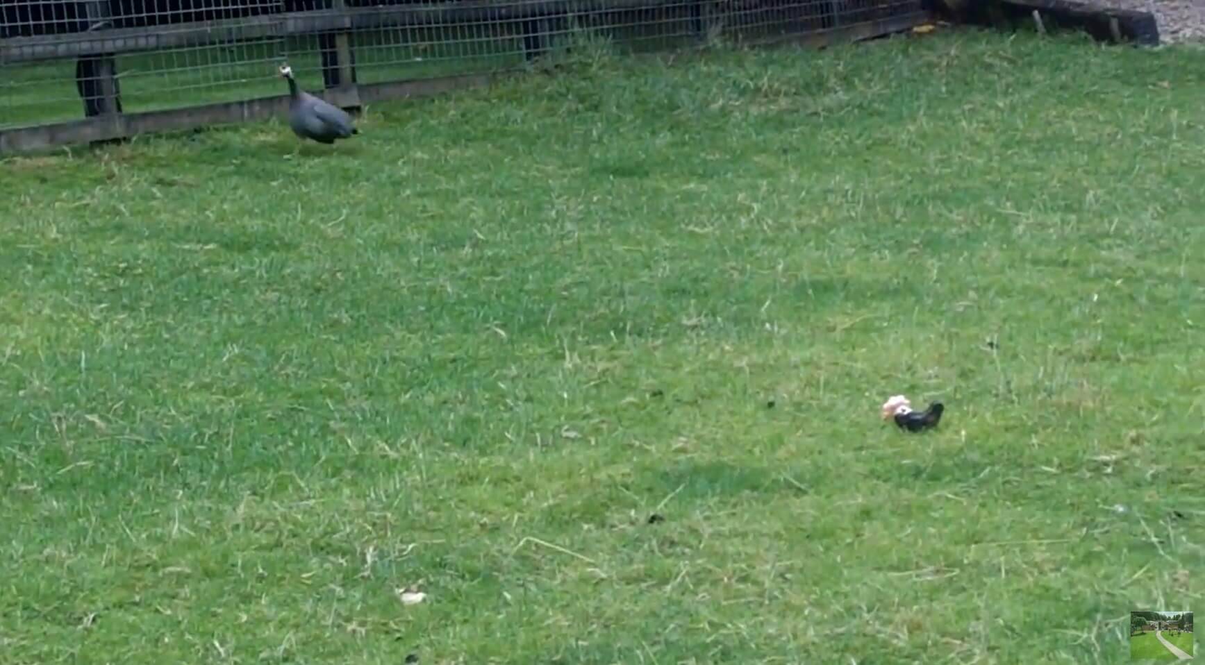 ぼく、何も見てないよね…?初めて鳥に遭遇したフレブル。怖かったのか、見て見ぬフリで乗り切る【動画】