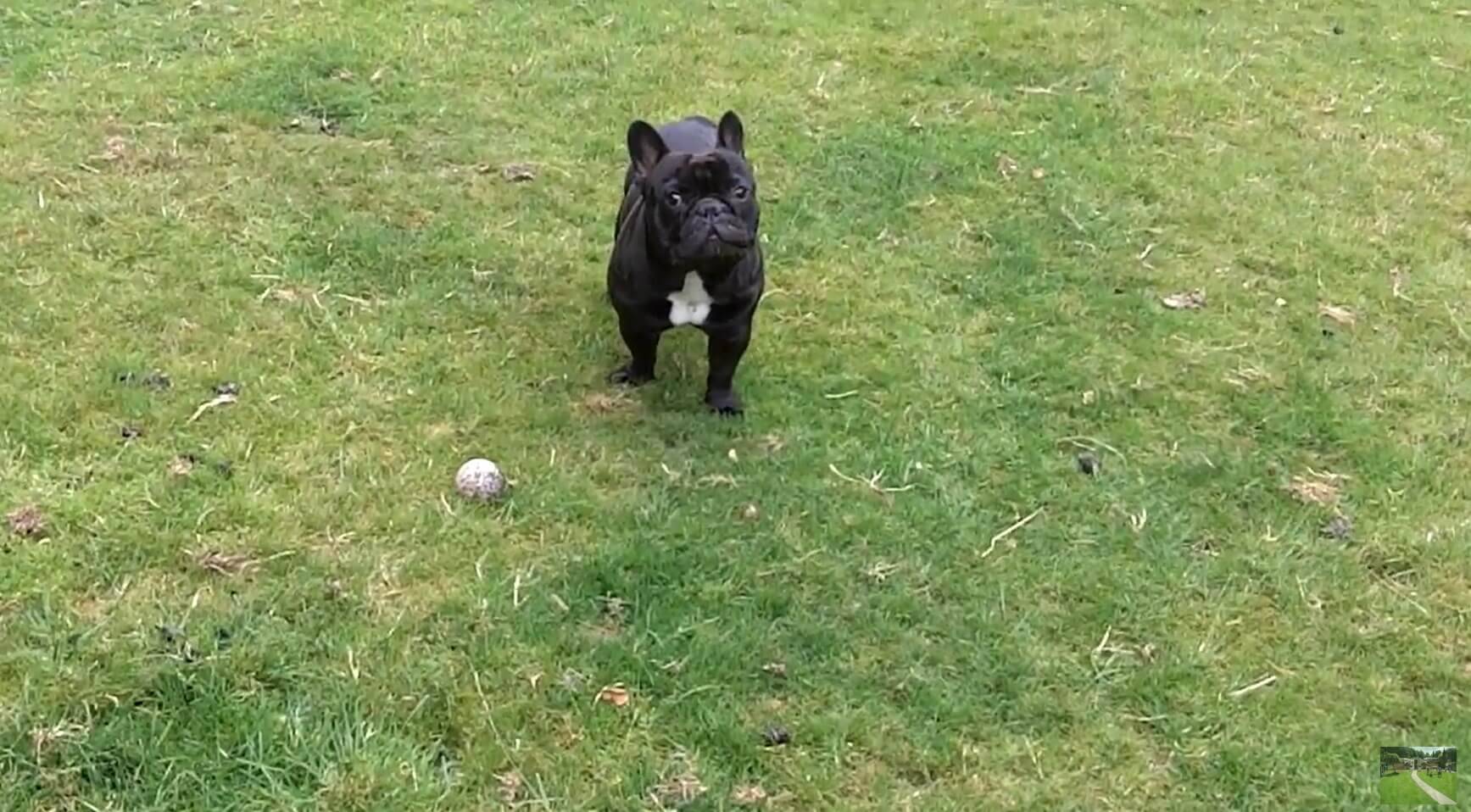 ぼく、何も見てないよね…?初めて鳥に遭遇したフレブル。怖かったのか、見て見ぬフリで乗り切る【動画】