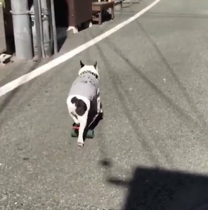 何故か笑える フレブルがスケボーに乗ると カッコいい をやりきってくれないんだが ちょっぴり哀愁動画 年1月29日 エキサイトニュース