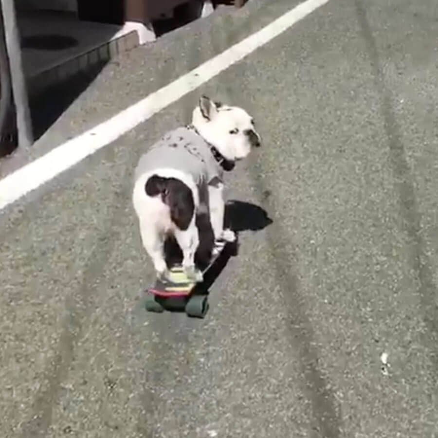 何故か笑える フレブルがスケボーに乗ると カッコいい をやりきってくれないんだが ちょっぴり哀愁動画 年1月29日 エキサイトニュース